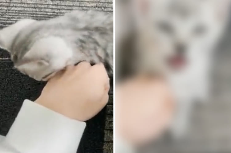 指しゃぶりが大好きな子猫に、飼い主さんが手をグーにして差し出したら・・・。大きな声で怒られてしまいました！！