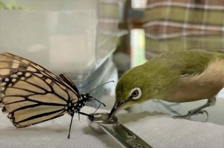 【それはなんだか不思議な光景】保護されたメジロは、きょうだいのように一緒に育てられているチョウチョが吸う水を一緒に飲みたい！！