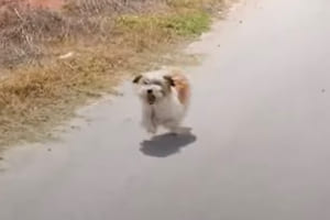 犬が自分の意思で飼い主を選んだ？カップルの車を必死で追いかけてきた犬と、その後の温かい物語