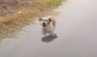 犬が自分の意思で飼い主を選んだ?カップルの車を必死で追いかけてきた犬と、その後の温かい物語