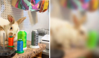 次から次へとノックアウト!すぐそばに置かれたものを倒したくなっちゃう元気なウサギ