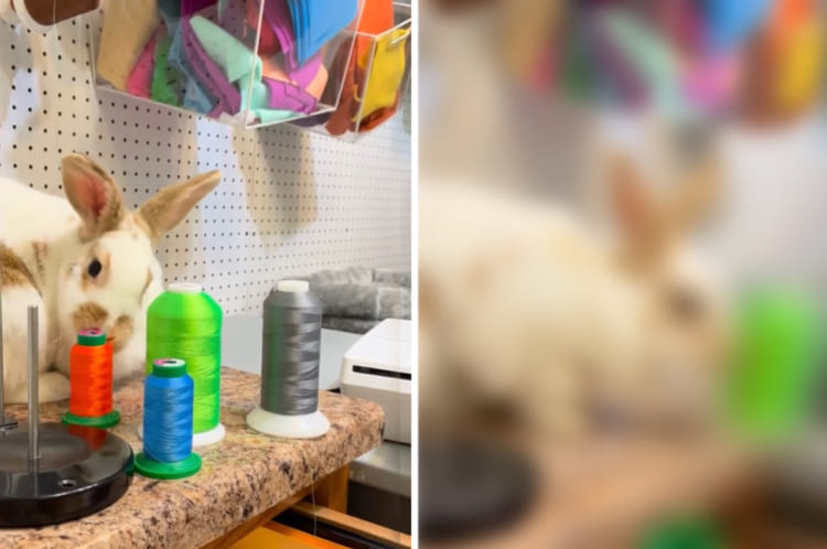 次から次へとノックアウト！すぐそばに置かれたものを倒したくなっちゃう元気なウサギ