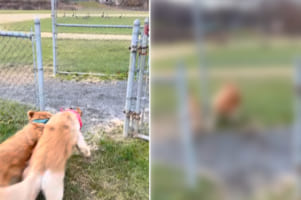 ガチョウを発見した2匹のゴールデンレトリバー。追いかけたくて車のドアを開けてもらった瞬間飛び出すのですが・・・、1匹はガチョウしか目に入っていなかったようです