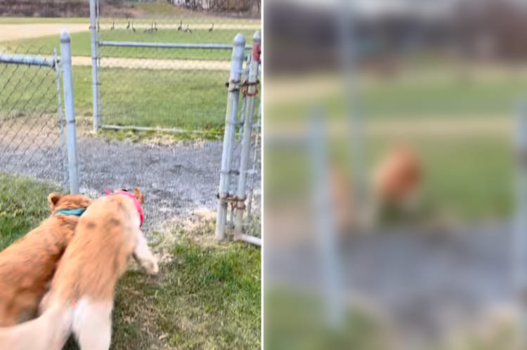 ガチョウを発見した2匹のゴールデンレトリバー。追いかけたくて車のドアを開けてもらった瞬間飛び出すのですが・・・、1匹はガチョウしか目に入っていなかったようです