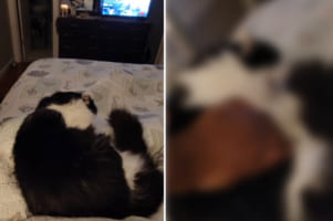 飼い主さんの膝から降りたくニャい！抱き上げられそうになると「ニャ～ン」と鳴いて拒絶の意思を伝える猫