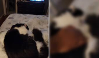 飼い主さんの膝から降りたくニャい!抱き上げられそうになると「ニャ~ン」と鳴いて拒絶の意思を伝える猫