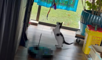 得意なのは掃除だけじゃなかった!子猫のベビーシッターをこなすのはなんと『あの家電』でした