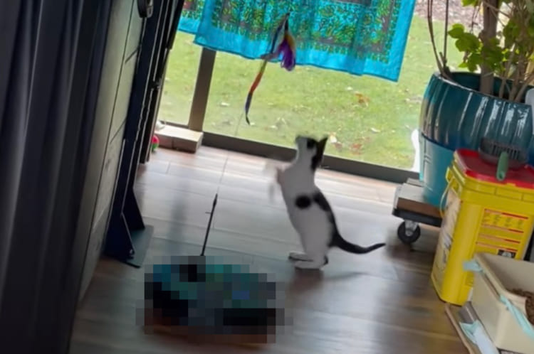 得意なのは掃除だけじゃなかった！子猫のベビーシッターをこなすのはなんと『あの家電』でした