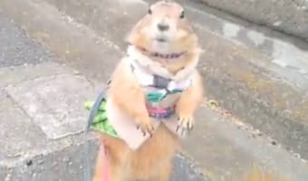 おやつを期待して待つプレーリードッグ。飼い主さんがおやつではなく手を差し出すと・・・なんとも無念そうな表情に