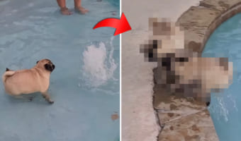 どちらもケガがなくてよかった・・・。噴水の勢いにビックリしてプールから出ようとしたパグでしたが、その先にお仲間がいて・・・