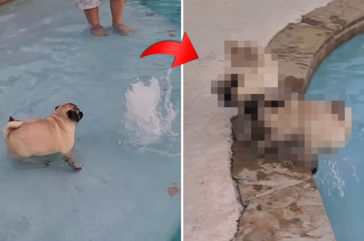 どちらもケガがなくてよかった・・・。噴水の勢いにビックリしてプールから出ようとしたパグでしたが、その先にお仲間がいて・・・