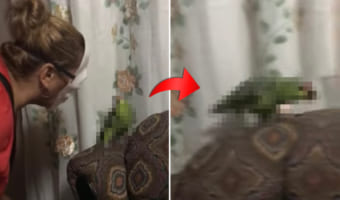「ギャ～～！近寄らないで～～！！」マスクをしている飼い主さんとは到底思わなかったインコ、ソファの上を逃げる！逃げる！！