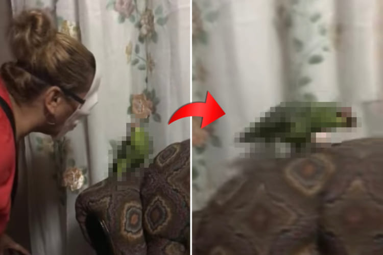 「ギャ～～！近寄らないで～～！！」マスクをしている飼い主さんとは到底思わなかったインコ、ソファの上を逃げる！逃げる！！