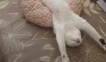 「大の字になって寝る」とはこのことか。愛猫が手足をのばして絶賛爆睡中!!