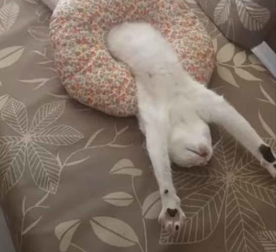 「大の字になって寝る」とはこのことか。愛猫が手足をのばして絶賛爆睡中！！