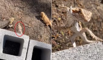 まるで忍者!壁に後ろ脚だけで立ちカッコいいポーズを決めるアゴヒゲトカゲ