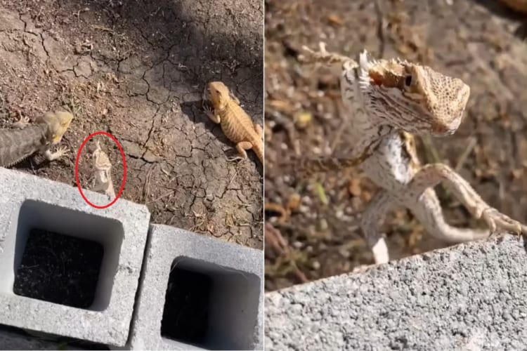 まるで忍者！壁に後ろ脚だけで立ちカッコいいポーズを決めるアゴヒゲトカゲ