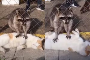 「お代はこちらのご飯ですね～」ある方法でアライグマからマッサージをしてもらう猫。ヘソ天して受けるマッサージが気持ちよさそう！
