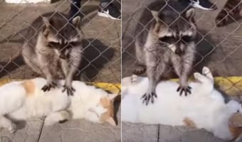 「お代はこちらのご飯ですね～」ある方法でアライグマからマッサージをしてもらう猫。ヘソ天して受けるマッサージが気持ちよさそう！