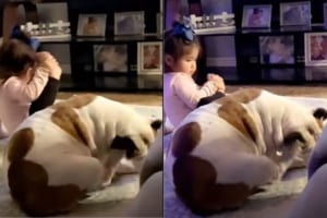 ブルドッグの動きを真似したい女の子。ブルドッグと同じように足で頭を掻くことができるかな？