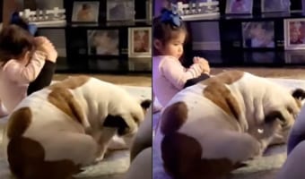 ブルドッグの動きを真似したい女の子。ブルドッグと同じように足で頭を掻くことができるかな?