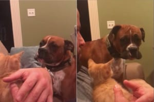 「一緒に遊びたいのに・・・！」新しくお迎えした子猫に興味津々な犬。しかし、飼い主さんが手放してくれなくて結局・・・