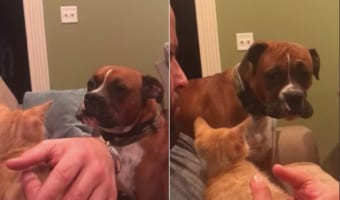 「一緒に遊びたいのに・・・！」新しくお迎えした子猫に興味津々な犬。しかし、飼い主さんが手放してくれなくて結局・・・