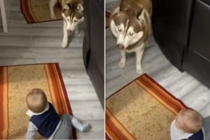 これも「べろべろば～」のひとつ？赤ちゃんを楽しませたい愛犬のステキな行動