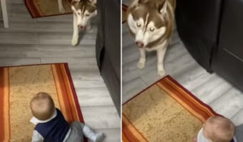 これも「べろべろば~」のひとつ?赤ちゃんを楽しませたい愛犬のステキな行動