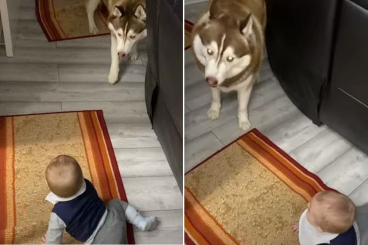 これも「べろべろば～」のひとつ？赤ちゃんを楽しませたい愛犬のステキな行動