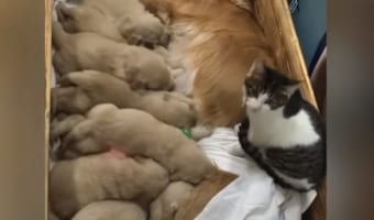 子犬達のベビーシッターとして奮闘？した猫。たっぷり子守りをした後は、仕事を放棄して子犬たちと一緒に爆睡していました！