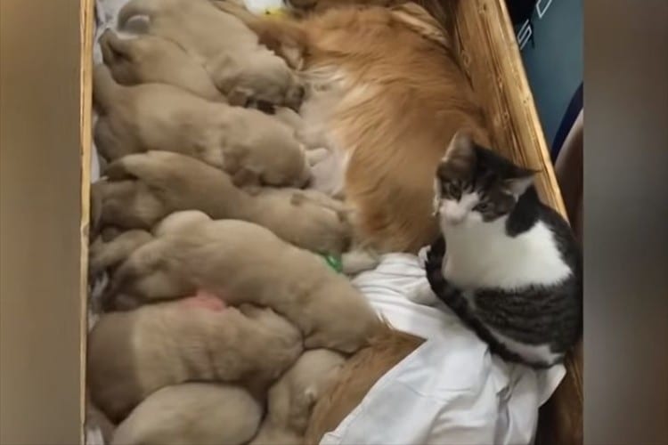 子犬達のベビーシッターとして奮闘？した猫。たっぷり子守りをした後は、仕事を放棄して子犬たちと一緒に爆睡していました！