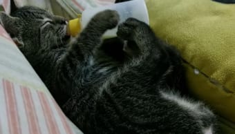 なんだか横着なポーズで哺乳瓶からミルクを飲む子猫。おもわずバランスを崩して哺乳瓶を落としそうになるも・・・ナイスホールド！！
