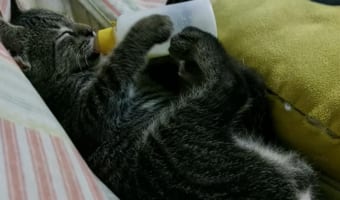 なんだか横着なポーズで哺乳瓶からミルクを飲む子猫。おもわずバランスを崩して哺乳瓶を落としそうになるも・・・ナイスホールド!!