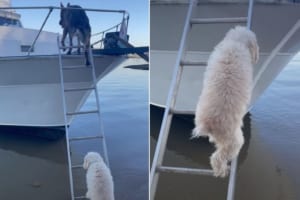 「がんばれ！」って応援したくなる！背の高いボートのハシゴを足を震わせながらのぼるプードル