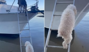「がんばれ!」って応援したくなる!背の高いボートのハシゴを足を震わせながらのぼるプードル