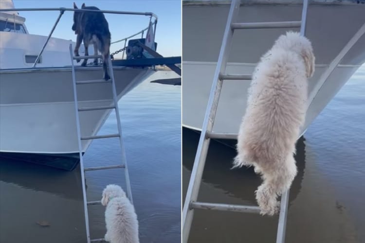 「がんばれ！」って応援したくなる！背の高いボートのハシゴを足を震わせながらのぼるプードル