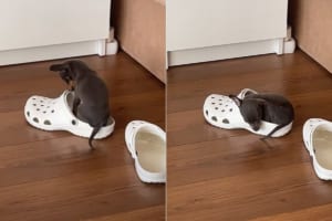 君も履きたい？それともベッドにしたい？？体を丸めてクロックスの中になんとかおさまろうと子犬が奮闘！！