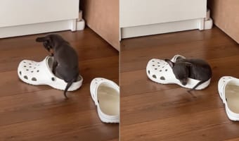 君も履きたい?それともベッドにしたい??体を丸めてクロックスの中になんとかおさまろうと子犬が奮闘!!