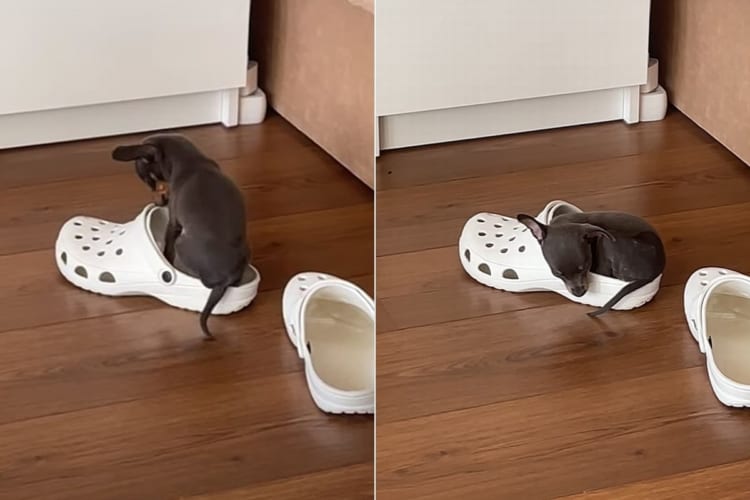 君も履きたい？それともベッドにしたい？？体を丸めてクロックスの中になんとかおさまろうと子犬が奮闘！！