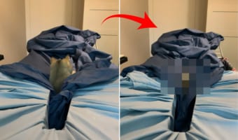 「え、どんどん沈んでいくんだけど」ベッドシーツに飛び乗った猫。ところが飛び乗った場所が悪かったため、体が次第に飲み込まれていってしまうのでした