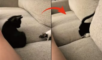 親友がなんとネズミの猫!とても仲良しなふたりは、一緒にソファの後ろの世界に冒険しにいきました!!