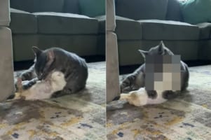 ふたりはとっても仲良し！猫がペロペロと毛づくろいしてあげるのは、アルビノのプレーリードッグ。もっと毛づくろいしてほしくて猫に抱き着きました！