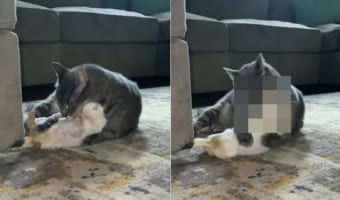 ふたりはとっても仲良し!猫がペロペロと毛づくろいしてあげるのは、アルビノのプレーリードッグ。もっと毛づくろいしてほしくて猫に抱き着きました!