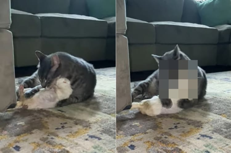 ふたりはとっても仲良し！猫がペロペロと毛づくろいしてあげるのは、アルビノのプレーリードッグ。もっと毛づくろいしてほしくて猫に抱き着きました！