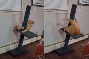 キャットタワーの新しい遊び方かな？暴れるように回ってじゃれつくも、最後は勢いあまって・・・