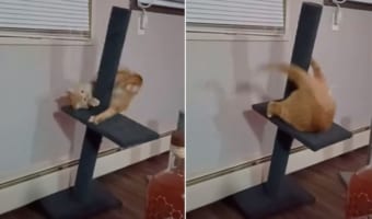 キャットタワーの新しい遊び方かな?暴れるように回ってじゃれつくも、最後は勢いあまって・・・