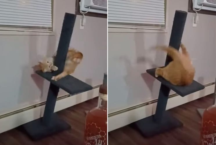 キャットタワーの新しい遊び方かな？暴れるように回ってじゃれつくも、最後は勢いあまって・・・