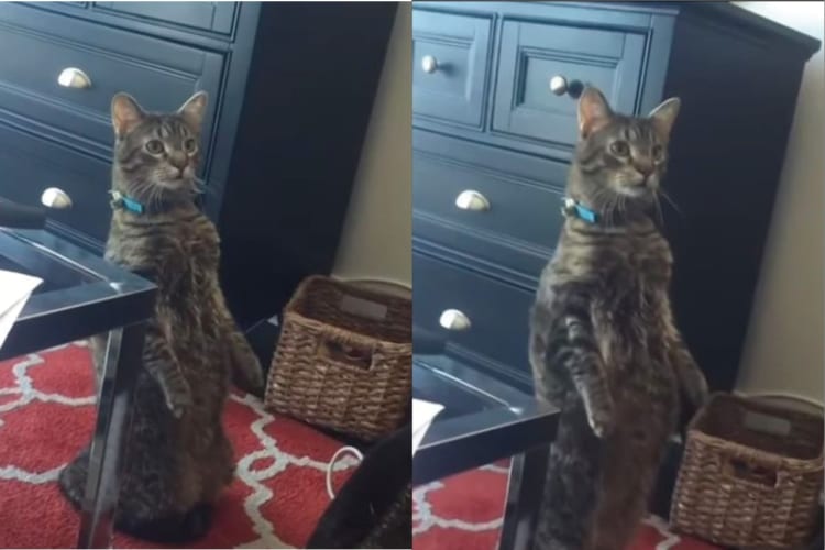 「言う通りにするニャ！」飼い主さんのある言葉に従う猫。その言葉を聞けば聞くほど、体にある変化が生じてくるのです！！