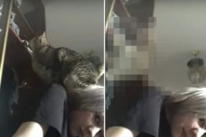 クローゼットの上に行きたい猫。飼い主さんの背中を借りていざジャンプ！はたしてうまくクローゼットに登れるのでしょうか？！